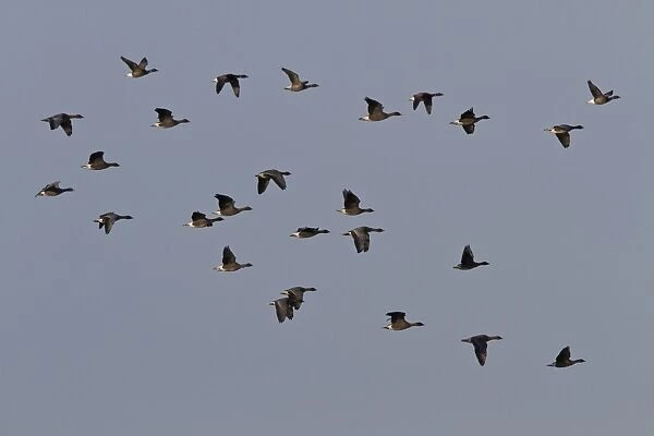 Pink footed and Brent Geese, winter flock flying over Deepdale Marsh, Brancaster, North Norfolk