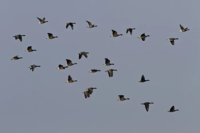 Framed Print : Pink footed and Brent Geese, winter flock flying over Deepdale Marsh, Brancaster, North Norfolk Framed Print : Pink footed and Brent Geese, winter flock flying over Deepdale Marsh, Brancaster, North Norfolk
