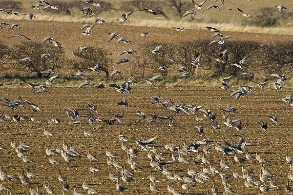 Pink footed geese coming into land on newly harvested winter sugar beet field, Brancaster, North Norfolk