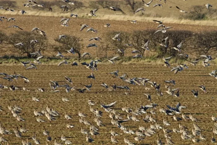 Framed Print : Pink footed geese coming into land on newly harvested winter sugar beet field, Brancaster, North Norfolk Framed Print : Pink footed geese coming into land on newly harvested winter sugar beet field, Brancaster, North Norfolk
