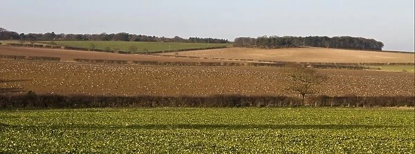 Pink footed geese feeding on newly harvested winter sugar beet field, Brancaster, North Norfolk
