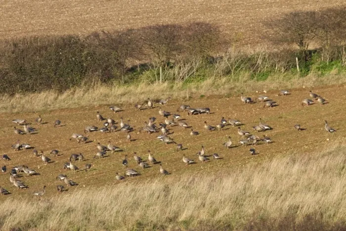 Framed Print : Pink footed geese feeding on newly harvested winter sugar beet field, Brancaster, North Norfolk Framed Print : Pink footed geese feeding on newly harvested winter sugar beet field, Brancaster, North Norfolk