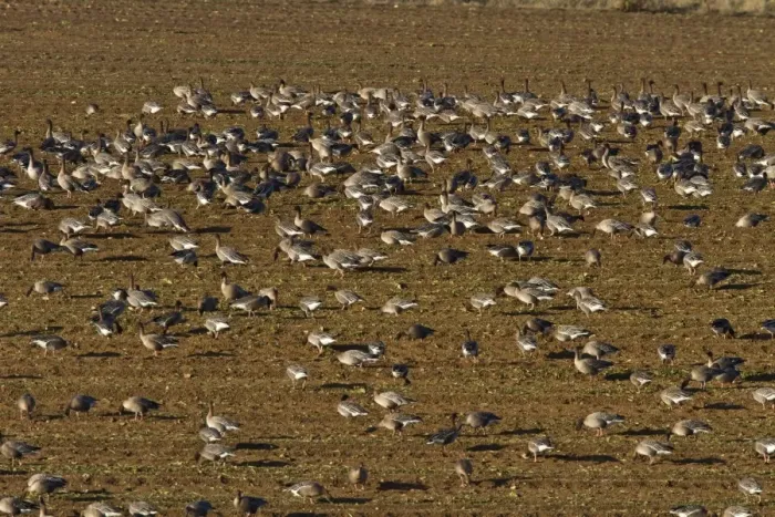 Framed Print : Pink footed geese feeding on newly harvested winter sugar beet field, Brancaster, North Norfolk Framed Print : Pink footed geese feeding on newly harvested winter sugar beet field, Brancaster, North Norfolk