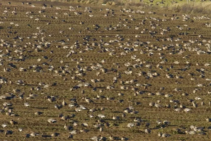 Framed Print : Pink footed geese feeding on newly harvested winter sugar beet field, Brancaster, North Norfolk