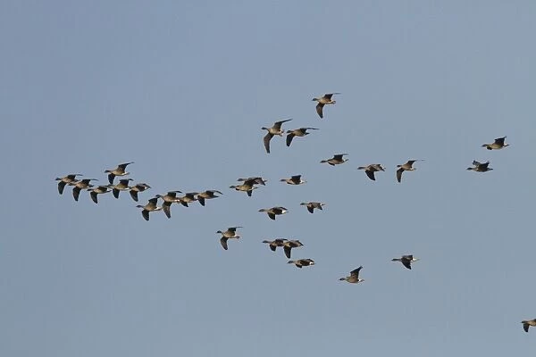 Pink footed Geese, winter flock flying at Brancaster, North Norfolk