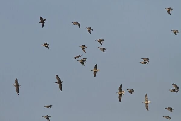 Pink footed Geese, winter flock flying at Brancaster, North Norfolk. some birds are whiffling which is like stalling
