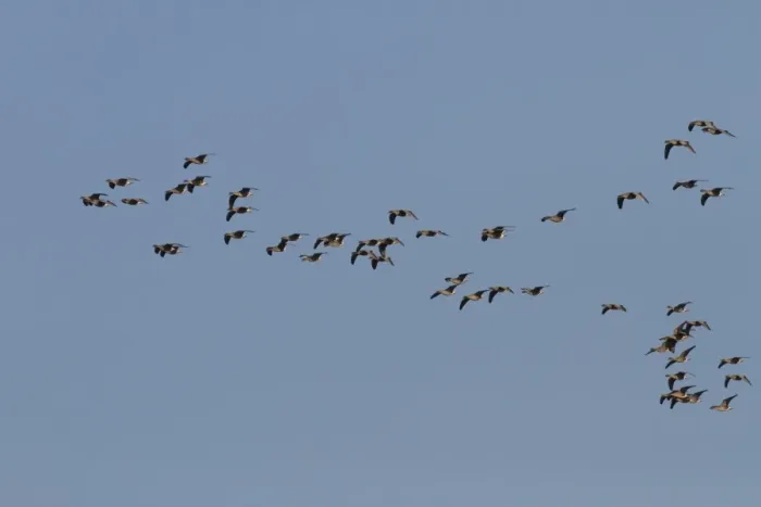 Framed Print : Pink footed Geese, winter flock flying at Brancaster, North Norfolk Framed Print : Pink footed Geese, winter flock flying at Brancaster, North Norfolk