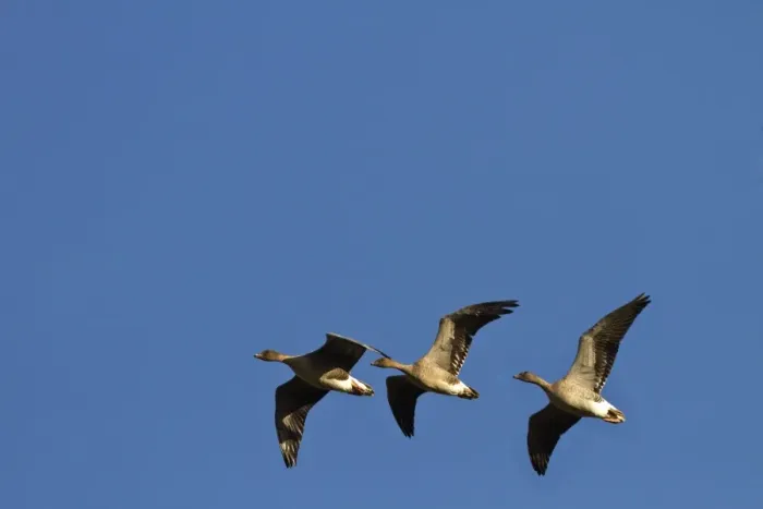 Framed Print : Pink footed Geese, winter flock flying at Brancaster, North Norfolk Framed Print : Pink footed Geese, winter flock flying at Brancaster, North Norfolk