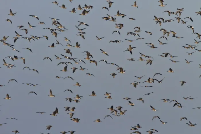 Framed Print : Pink footed Geese, winter flock flying at Brancaster, North Norfolk Framed Print : Pink footed Geese, winter flock flying at Brancaster, North Norfolk