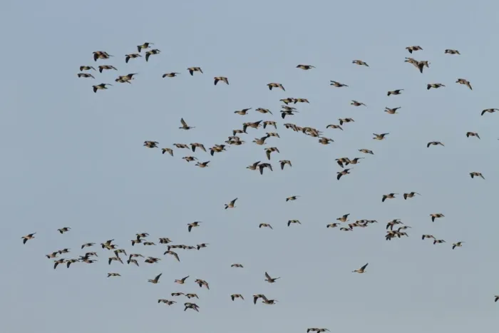 Framed Print : Pink footed Geese, winter flock flying at Brancaster, North Norfolk Framed Print : Pink footed Geese, winter flock flying at Brancaster, North Norfolk