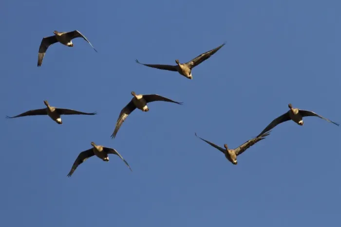 Framed Print : Pink footed Geese, winter flock flying at Brancaster, North Norfolk Framed Print : Pink footed Geese, winter flock flying at Brancaster, North Norfolk