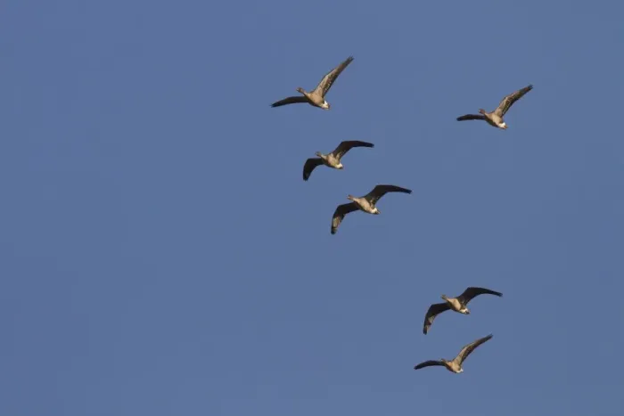 Framed Print : Pink footed Geese, winter flock flying at Brancaster, North Norfolk