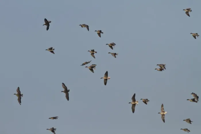 Framed Print : Pink footed Geese, winter flock flying at Brancaster, North Norfolk. some birds are whiffling which is like stalling Framed Print : Pink footed Geese, winter flock flying at Brancaster, North Norfolk. some birds are whiffling which is like stalling