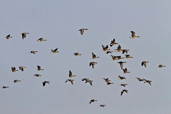 Pink footed Geese, winter flock flying over Deepdale Marsh, Brancaster, North Norfolk