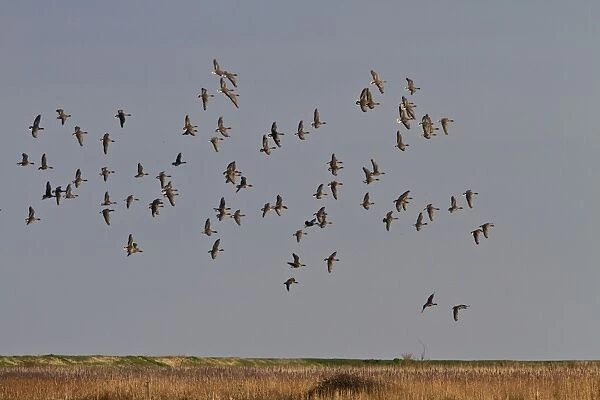 Pink footed Geese, winter flock flying over Deepdale Marsh, Brancaster, North Norfolk