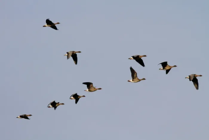 Framed Print : Pink footed Geese, winter flock flying over Deepdale Marsh, Brancaster, North Norfolk