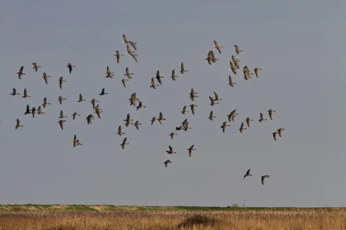 Framed Print : Pink footed Geese, winter flock flying over Deepdale Marsh, Brancaster, North Norfolk Framed Print : Pink footed Geese, winter flock flying over Deepdale Marsh, Brancaster, North Norfolk