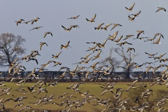 Framed Print : Pink footed Geese, winter flock flying over sugar beet fields at Brancaster, North Norfolk
