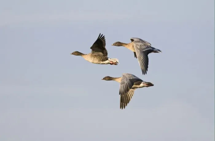 Framed Print : Pink-footed Goose (Anser brachyrhynchus) three adults, in flight, Norfolk, England, october Framed Print : Pink-footed Goose (Anser brachyrhynchus) three adults, in flight, Norfolk, England, october