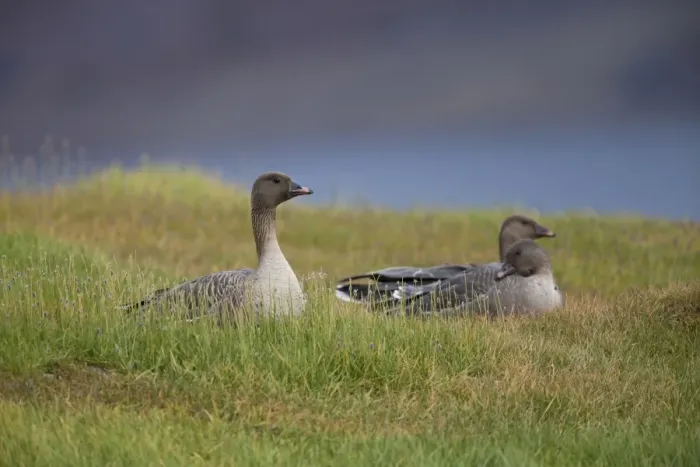 Framed Print : Pink-footed Goose (Anser brachyrhynchus) three adults, sitting in meadow, Spitsbergen, Svalbard, september Framed Print : Pink-footed Goose (Anser brachyrhynchus) three adults, sitting in meadow, Spitsbergen, Svalbard, september