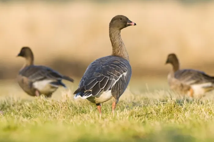 Framed Print : Pink-footed Goose (Anser brachyrhynchus) three adults, standing on grass, North Norfolk, England, january Framed Print : Pink-footed Goose (Anser brachyrhynchus) three adults, standing on grass, North Norfolk, England, january