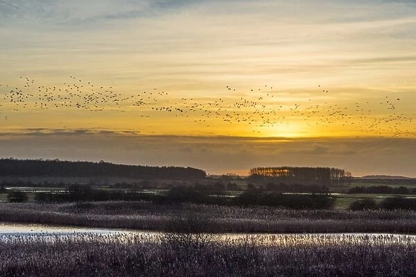 Pink-footed Goose (Anser brachyrhynchus) flock, in flight over marshland habitat, silhouetted at sunset