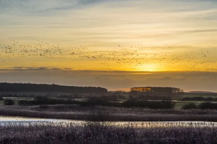 Framed Print : Pink-footed Goose (Anser brachyrhynchus) flock, in flight over marshland habitat, silhouetted at sunset Framed Print : Pink-footed Goose (Anser brachyrhynchus) flock, in flight over marshland habitat, silhouetted at sunset