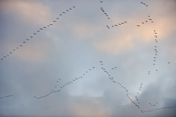 Framed Print : Pink-footed Goose (Anser brachyrhynchus) flock, in flight, in v formation, leaving coastal estuary roost, The Wash, Snettisham RSPB Reserve, Norfolk, England, winter
