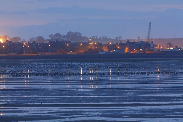 Pink-footed Goose (Anser brachyrhynchus) flock, roosting with gulls on estuary mudflats habitat at dawn, with town in background, River South Esk, Montrose Basin, Montrose, Angus, Scotland, october