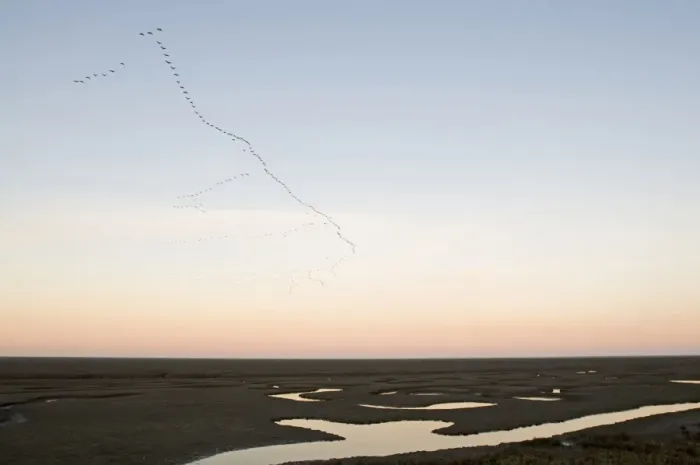 Framed Print : Pink-footed Goose (Anser brachyrhynchus) flock, in flight, leaving coastal estuary roost, Snettisham RSPB Reserve, The Wash, Norfolk, England, winter Framed Print : Pink-footed Goose (Anser brachyrhynchus) flock, in flight, leaving coastal estuary roost, Snettisham RSPB Reserve, The Wash, Norfolk, England, winter