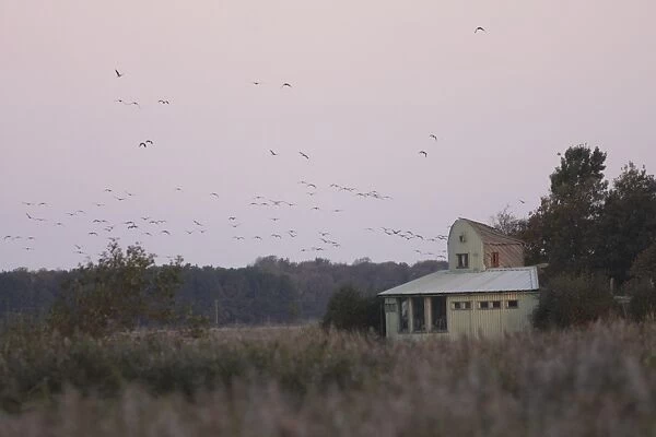 Pink-footed Goose (Anser brachyrhynchus) flock, in flight over wetland habitat and hide at dawn, Martin Mere W. W. T