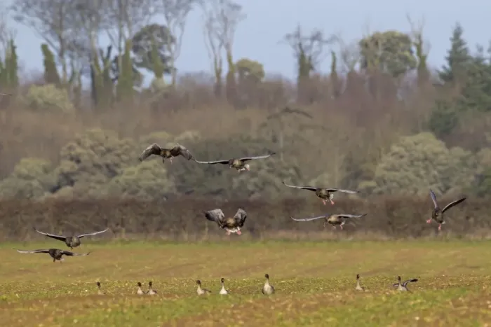 Framed Print : Pink-footed Goose (Anser brachyrhynchus) flock, in flight, landing on arable field, Norfolk, England, January Framed Print : Pink-footed Goose (Anser brachyrhynchus) flock, in flight, landing on arable field, Norfolk, England, January
