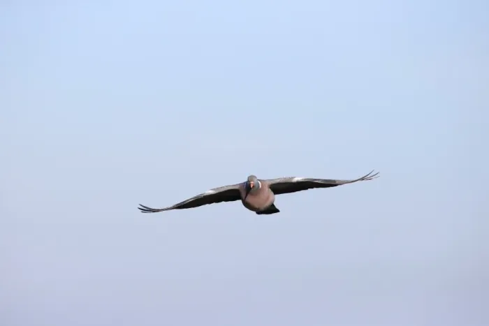 Framed Print : Pink-footed Goose (Anser brachyrhynchus) two, in flight, silhouetted at sunrise, Norfolk, England, august