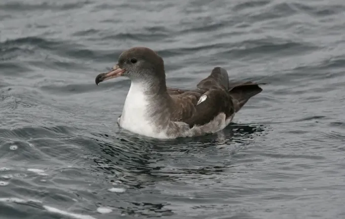 Framed Print : Pink-footed Shearwater (Puffinus creatopus) adult, swimming, off Quintero, Chile, november Framed Print : Pink-footed Shearwater (Puffinus creatopus) adult, swimming, off Quintero, Chile, november