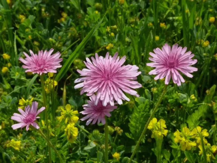 Framed Print : Pink Hawksbeard (Crepis rubra) flowering, growing on roadside verge, Southern Greece, april Framed Print : Pink Hawksbeard (Crepis rubra) flowering, growing on roadside verge, Southern Greece, april
