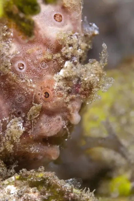 Framed Print : Pink Painted Frogfish (Antennarius pictus) adult, close-up of head, Lembeh Island, Sulawesi, Indonesia