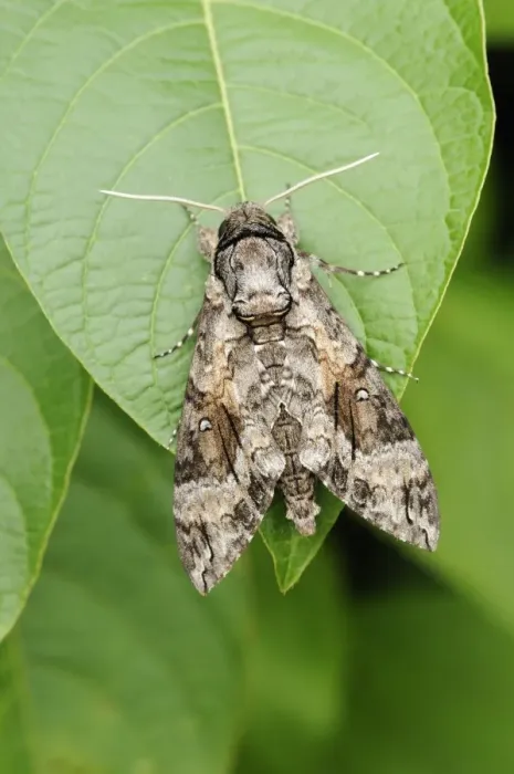 Framed Print : Pink-spotted Hawkmoth (Agrius cingulata) adult, resting on leaf, Trinidad, Trinidad and Tobago Framed Print : Pink-spotted Hawkmoth (Agrius cingulata) adult, resting on leaf, Trinidad, Trinidad and Tobago