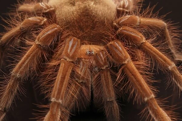 Pinkfoot Goliath Birdeater (Theraphosa apophysis) adult, close up of legs and head (captive)