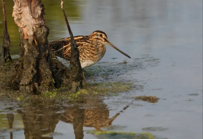 Framed Print : Pintail Snipe (Gallinago stenura) adult, standing beside dead tree in water, Thailand, february Framed Print : Pintail Snipe (Gallinago stenura) adult, standing beside dead tree in water, Thailand, february
