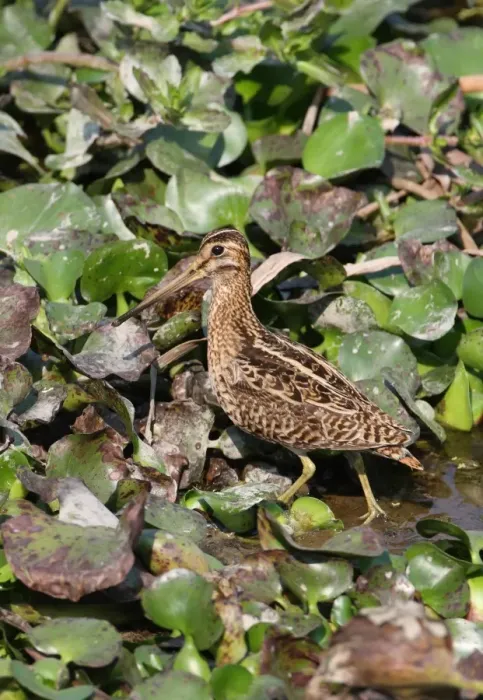Framed Print : Pintail Snipe (Gallinago stenura) adult, foraging on mud amongst Water Hyacinths (Eichhornia sp. ) in marsh, Dibru-Saikhowa N. P. Assam, India, february