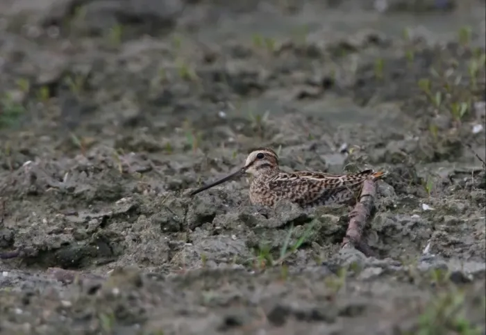 Framed Print : Pintail Snipe (Gallinago stenura) adult, sitting on muddy ground, Sri Lanka, december Framed Print : Pintail Snipe (Gallinago stenura) adult, sitting on muddy ground, Sri Lanka, december