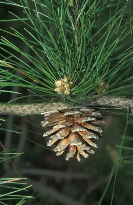 Framed Print : Pinus tabuliformis Leaf / male flower and fruit Framed Print : Pinus tabuliformis Leaf / male flower and fruit
