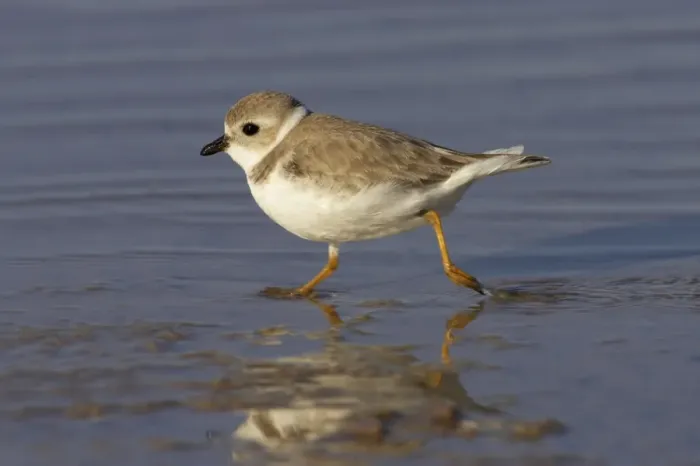 Framed Print : Piping Plover (Charadrius melodus) adult, winter plumage, running across mudflats, Marco Island, Florida, U. S. A Framed Print : Piping Plover (Charadrius melodus) adult, winter plumage, running across mudflats, Marco Island, Florida, U. S. A