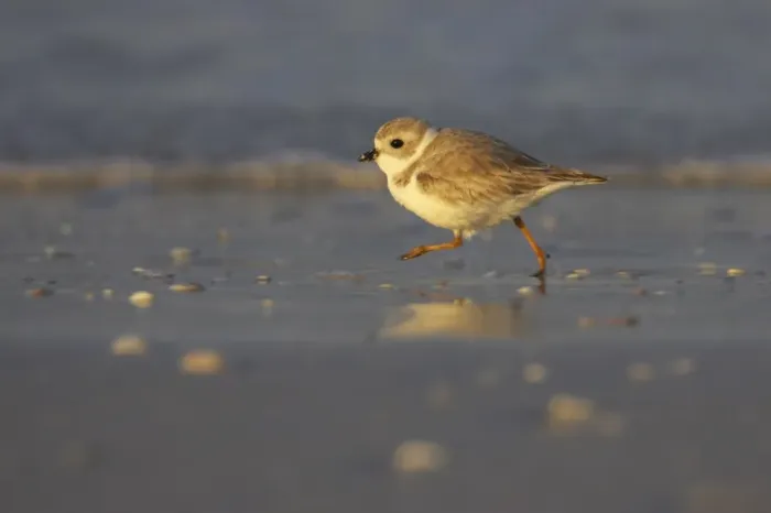 Framed Print : Piping Plover (Charadrius melodus) adult, winter plumage, running across mudflats, Fort de Soto, Florida, U. S. A Framed Print : Piping Plover (Charadrius melodus) adult, winter plumage, running across mudflats, Fort de Soto, Florida, U. S. A