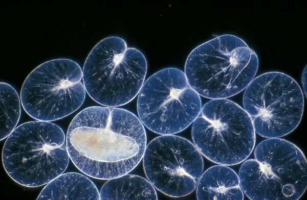 Pl ton -(Noctiluca scintillans) group  /  one with ingested copepod  /  x12