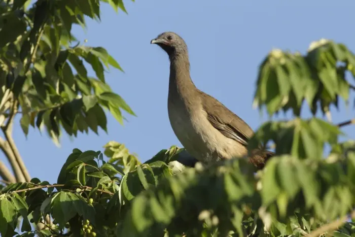 Framed Print : Plain Chachalaca (Ortalis vetula) adult, standing in tree, Yucatan Peninsula, Mexico, October Framed Print : Plain Chachalaca (Ortalis vetula) adult, standing in tree, Yucatan Peninsula, Mexico, October