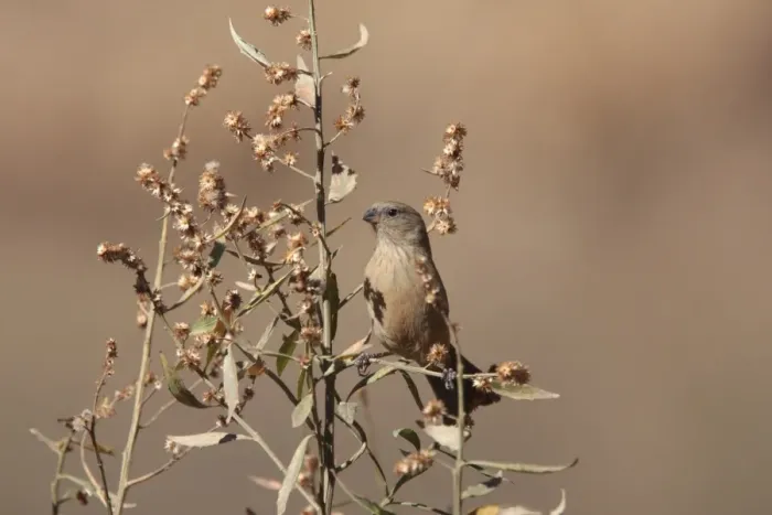 Framed Print : Plain-coloured Seedeater (Catamenia inornata inornata) adult female, perched on plant, Santa Victoria Road, Jujuy, Argentina, august