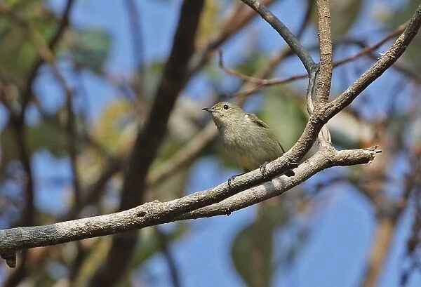 Plain Flowerpecker (Dicaeum concolor olivaceum) adult, perched on branch, Dakdam Highland, Cambodia, January