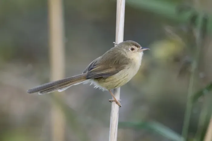 Framed Print : Plain Prinia (Prinia inornata extensicauda) adult, perched on reed stem, Hong Kong, China, November Framed Print : Plain Prinia (Prinia inornata extensicauda) adult, perched on reed stem, Hong Kong, China, November