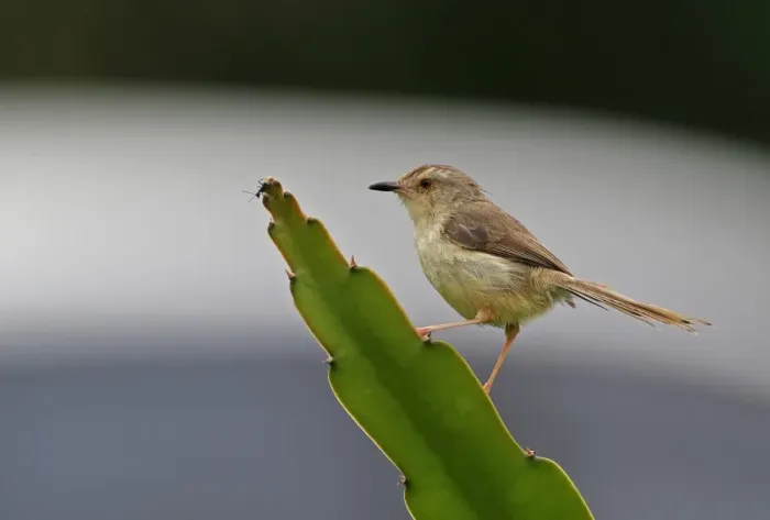 Framed Print : Plain Prinia (Prinia inornata flavirostris) adult, perched on succulent leaf with ant, Taiwan, April Framed Print : Plain Prinia (Prinia inornata flavirostris) adult, perched on succulent leaf with ant, Taiwan, April
